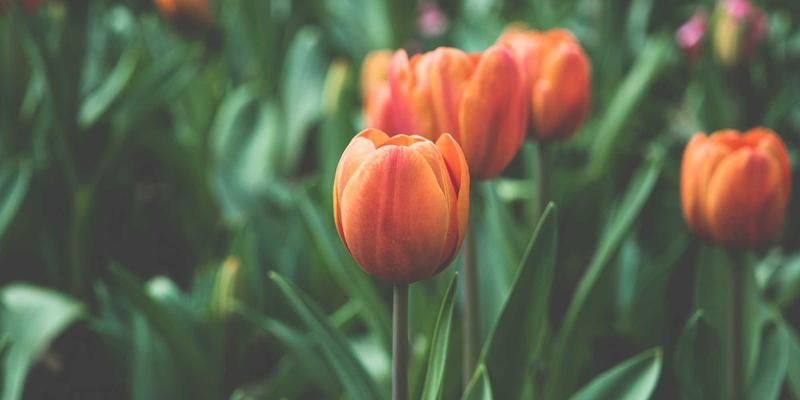 从莫尔斯安全视角看软件供应链：SBOM管理与漏洞治理如何强化数据保护与信息安全