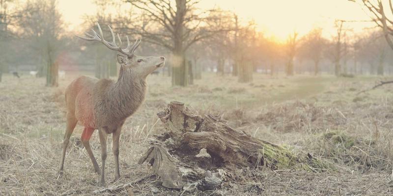 莫尔斯安全68：勒索软件攻击的实时检测与隔离实战指南