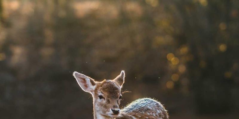 莫尔斯安全教程：从基础到实践，构建数据保护与信息安全的坚固防线