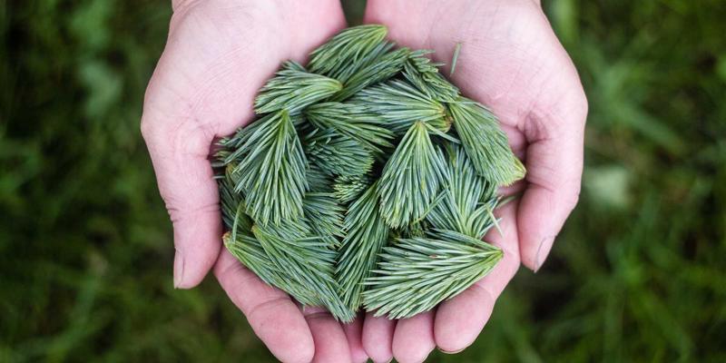 莫尔斯安全解决方案：远程办公时代的数据保护与应急响应新范式